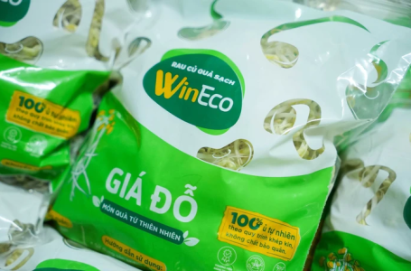WinEco nâng chất lượng giá đỗ Việt nhờ công nghệ và kiểm soát quy trình